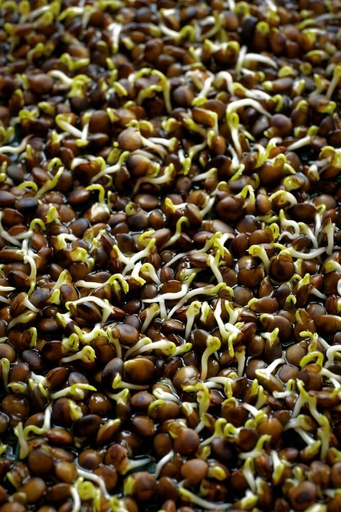 Young, just germinated black lentil sprouts, green microgreens texture background.