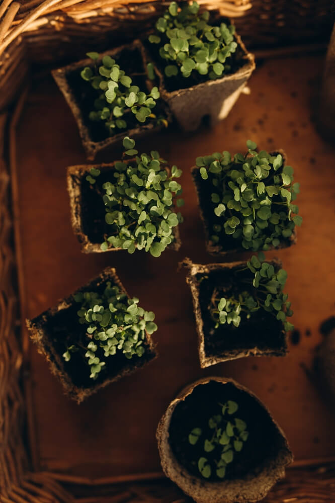 Young microgreens and fresh sprouts in small pots with soil, including arugula plants.