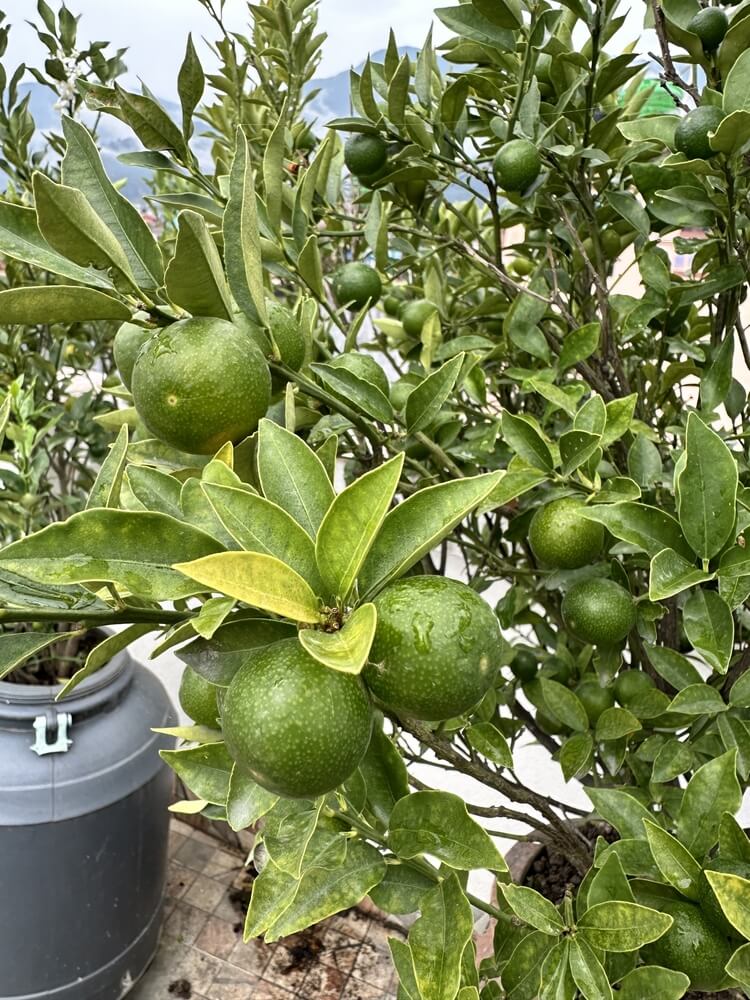 A lovely citrus kinokuni mukakukishu (Kishu) tree is growing in a pot.