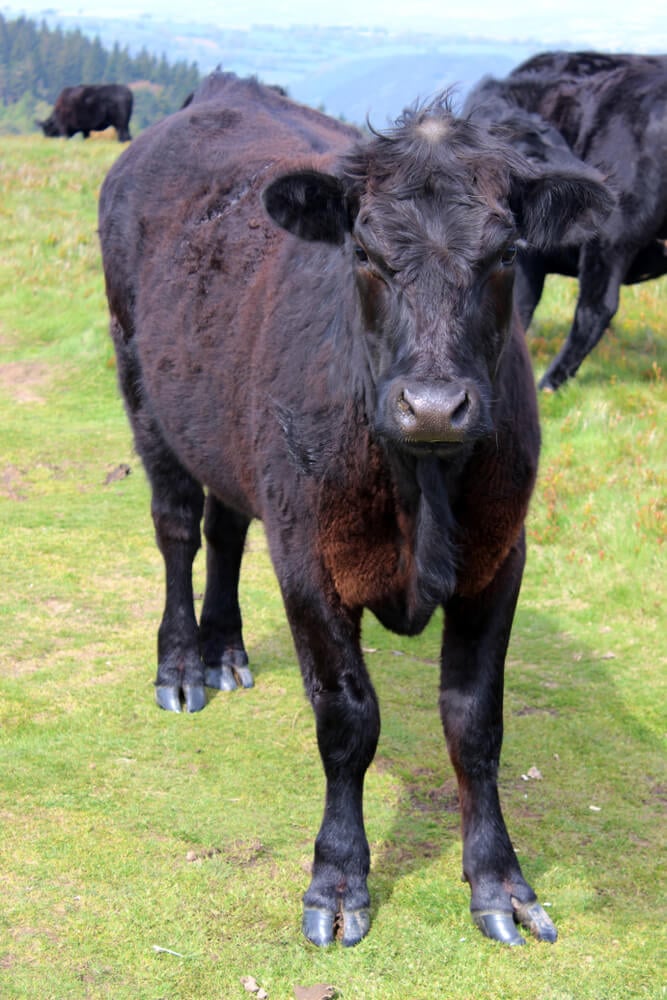 A lovely Welsh Black cow is foraging in a green meadow.