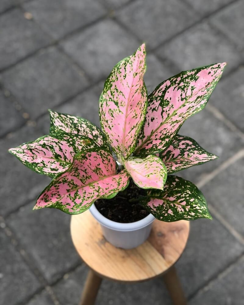 The Aglaonema 'Lady Valentine' is a vibrant plant with pink and green variegated leaves.