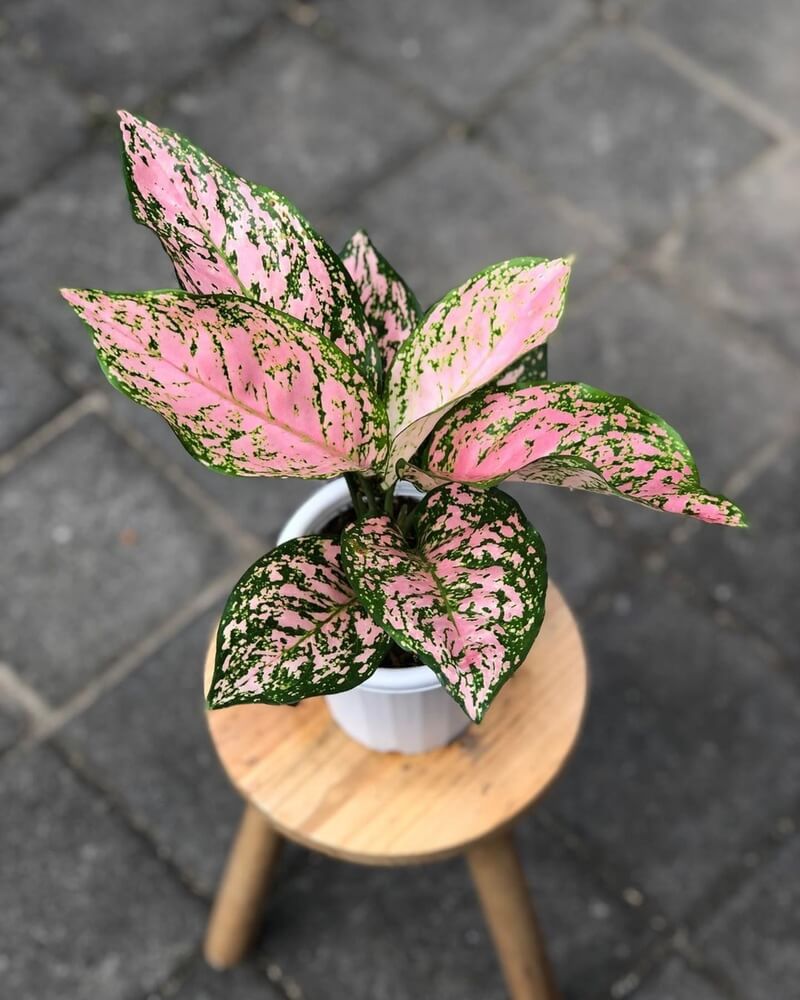 Aglaonema 'Lady Valentine' is a vibrant plant with stunning pink and green variegated leaves.