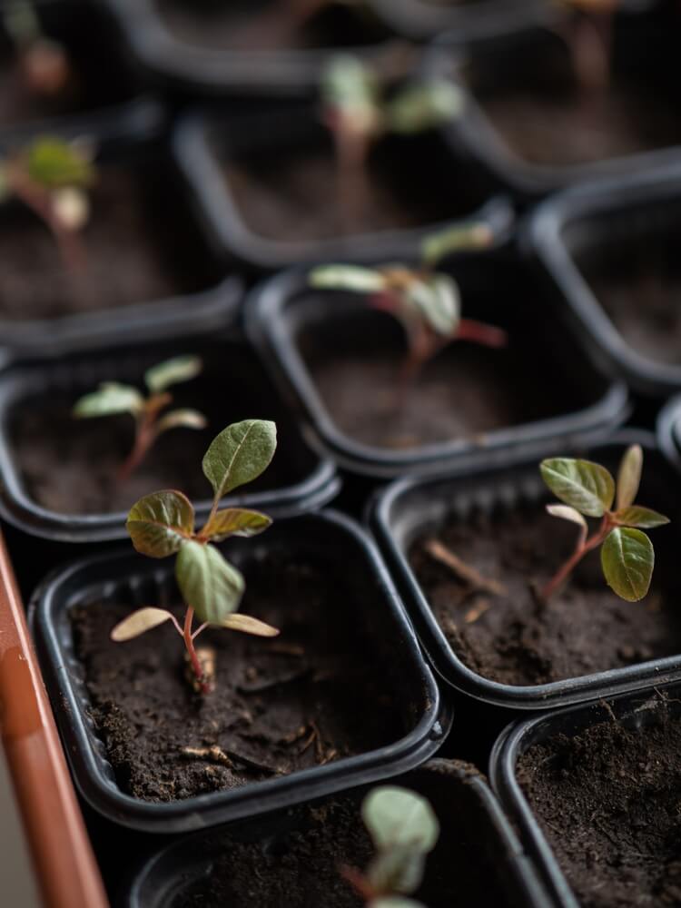 Amaranth seedlings are growing in small cups.