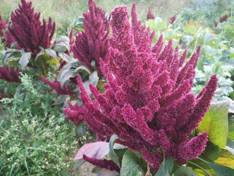 Amaranthus cruentus, also known as Prince-of-Wales feather, has a few amaranth flowers in the garden.