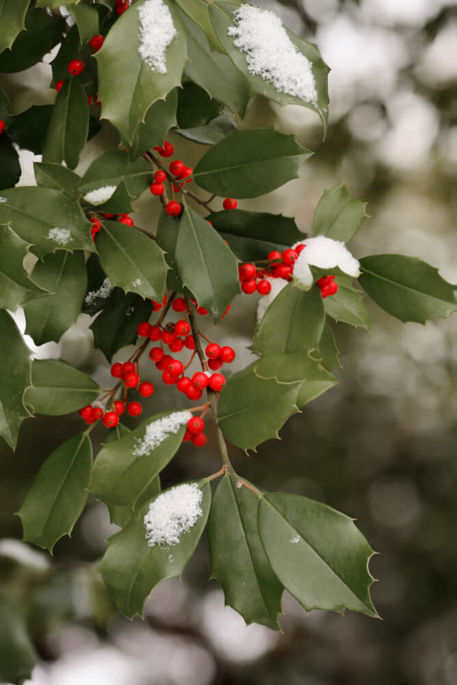 American holly (Ilex opaca) is adorned with red berries.