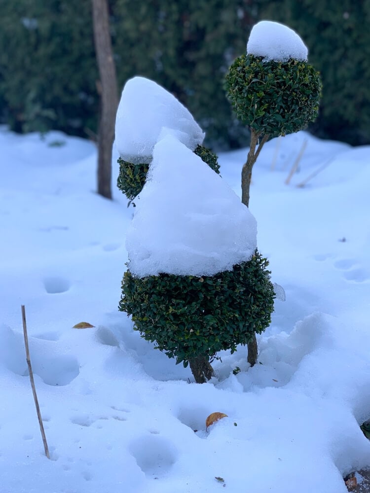 Beautiful boxwood bush in a round shape growing in the winter garden.