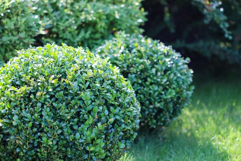 Beautiful evergreen shrubs growing in the garden with a bright green lawn and colorful plants in autumn.