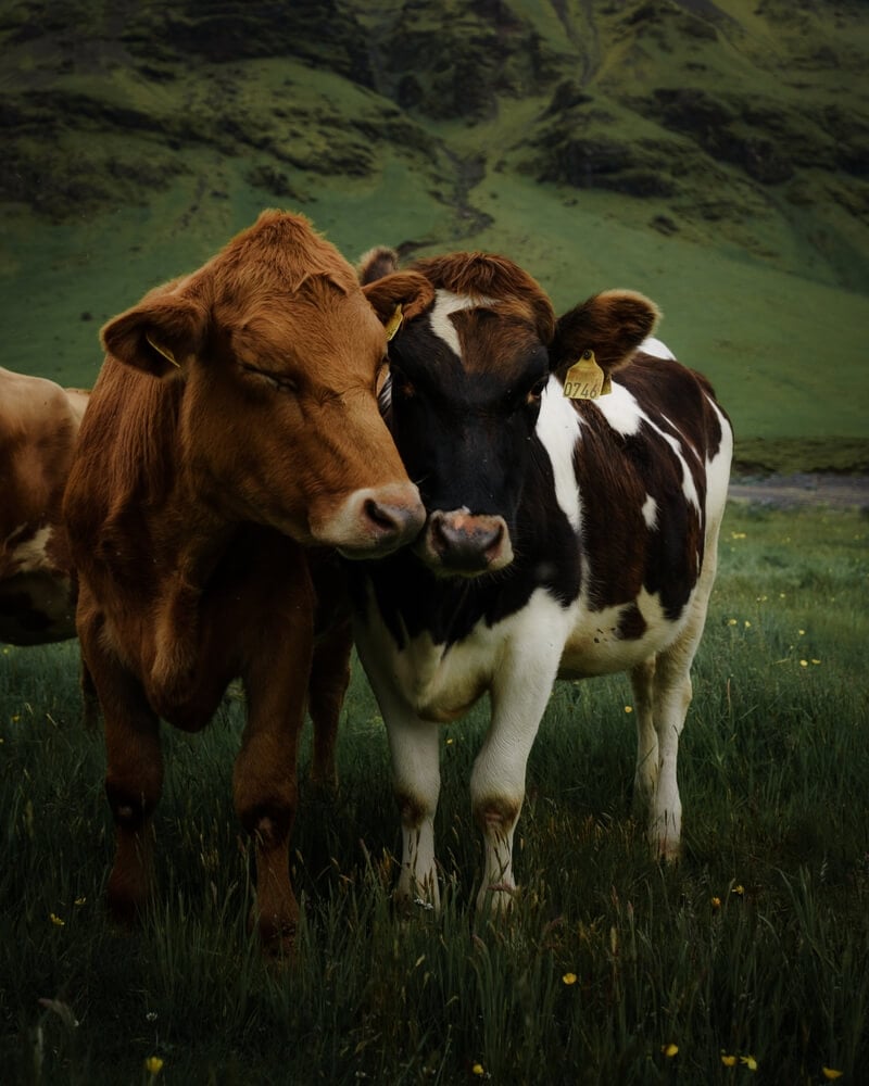 Beautiful Icelandic cows are foraging and grazing in the field.
