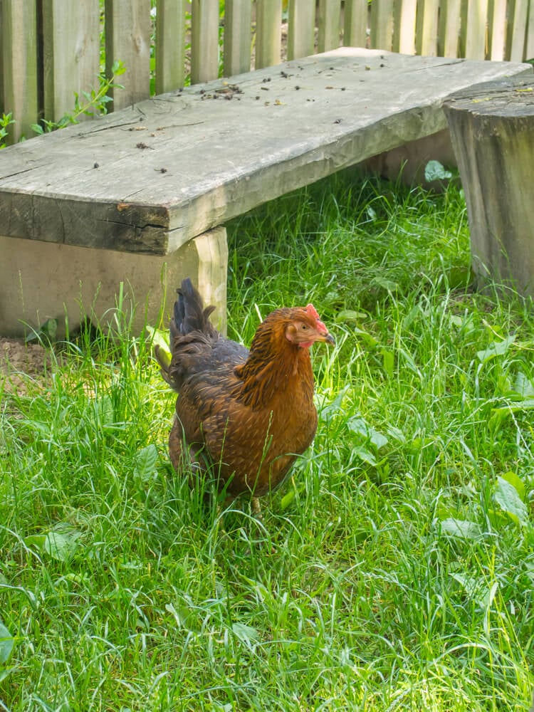 Beautiful Welsummer chicken foraging in the backyard.