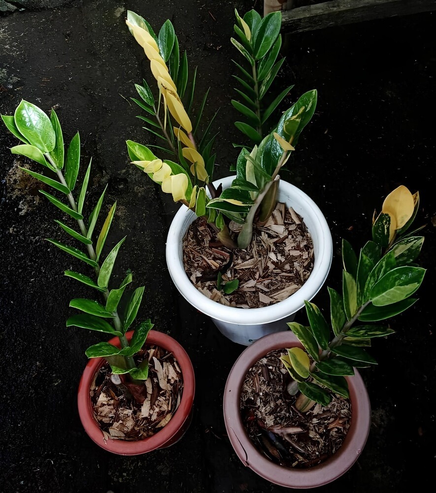 The beauty of the Zamioculcas zamiifolia ornamental plant is showcased in a pot.