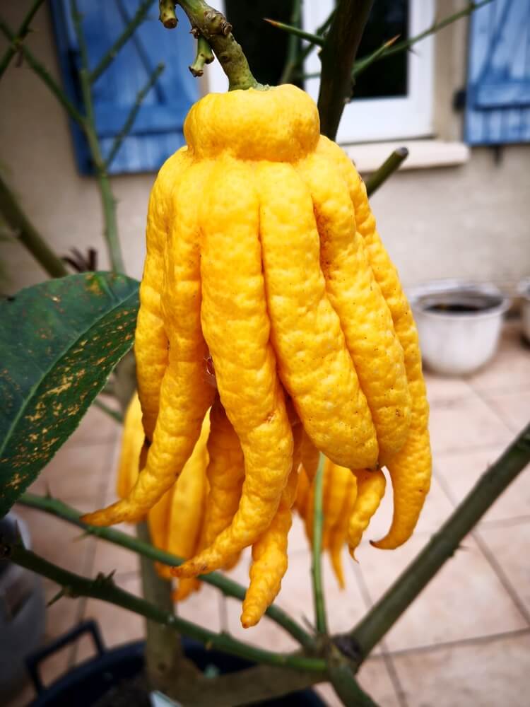 A big yellow fingered citron, known as Buddha's hand, is growing on a lemon tree branch in France.