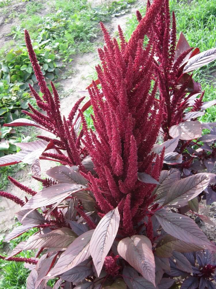 Blooming amaranth is in a rural garden in a vertical summer photograph.