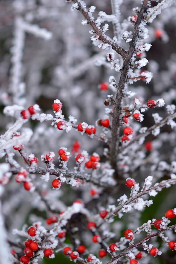 Branches of a cotoneaster bush are adorned with red berries covered in rime ice.
