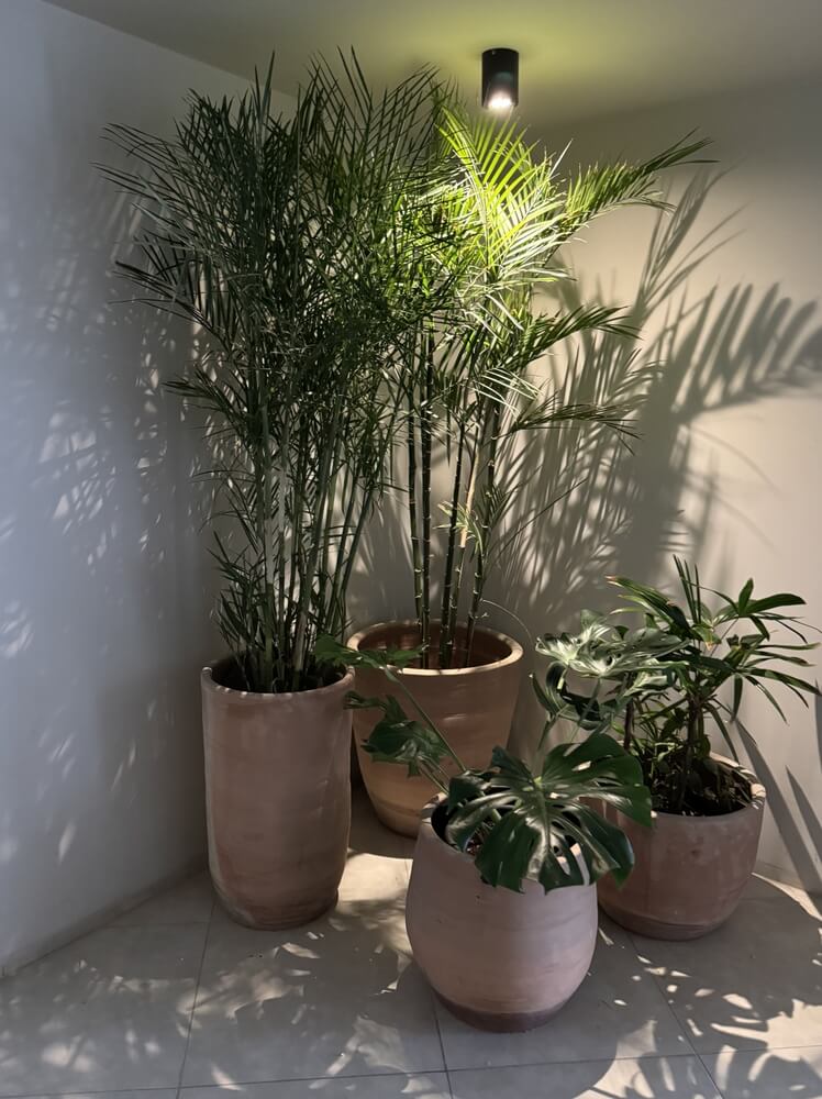 A bright and airy interior design features three large floor plants&mdash;Monstera and Parlor Palm&mdash;in light-colored containers.