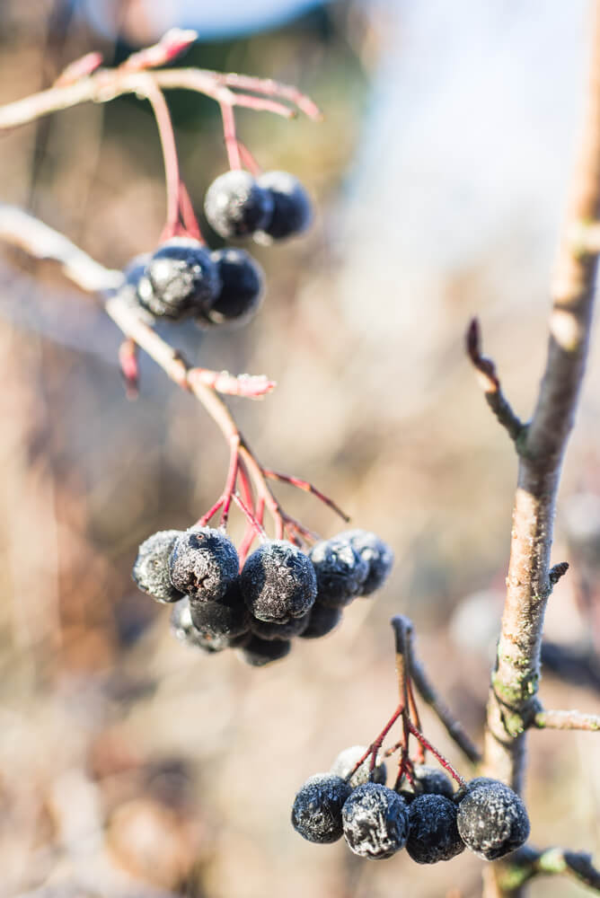A chokeberry shrub with ripe berries is growing in frost, with a selective focus on the berries.