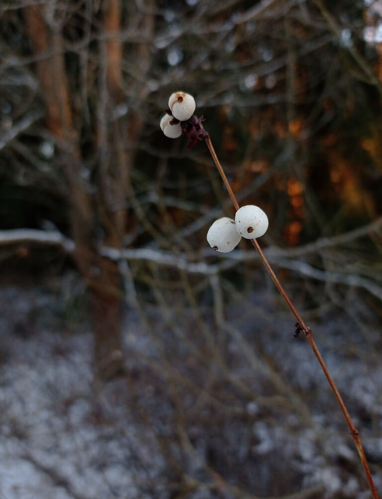 A close-up of the berries of the common snowberry on a cold day in December.