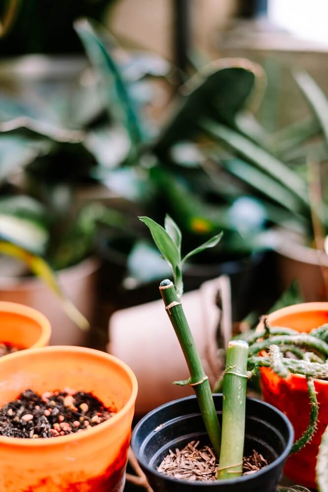 A close-up view of a vibrant lucky bamboo plant shows new green leaves emerging from the stalk.