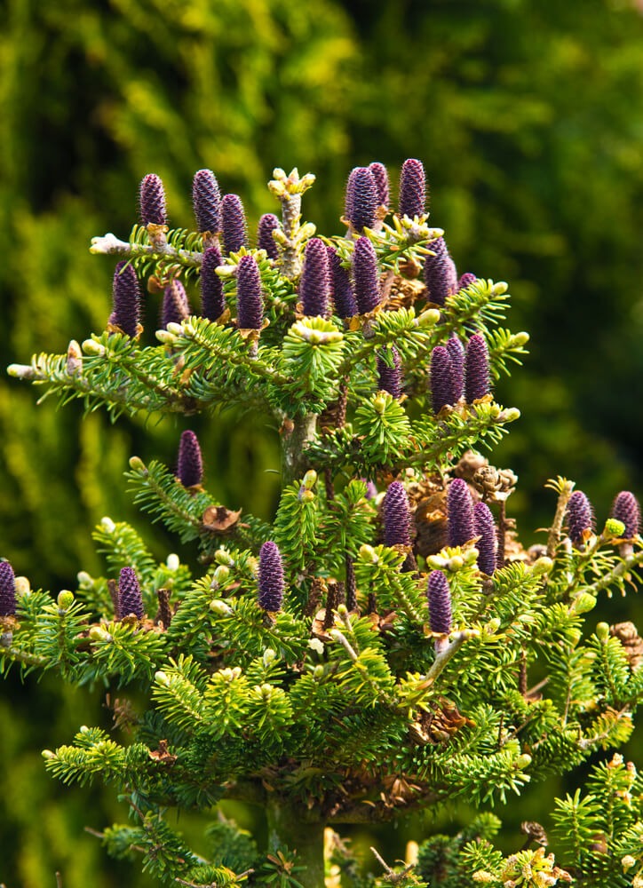 Close-up of beautiful Korean fir cones growing in the garden.