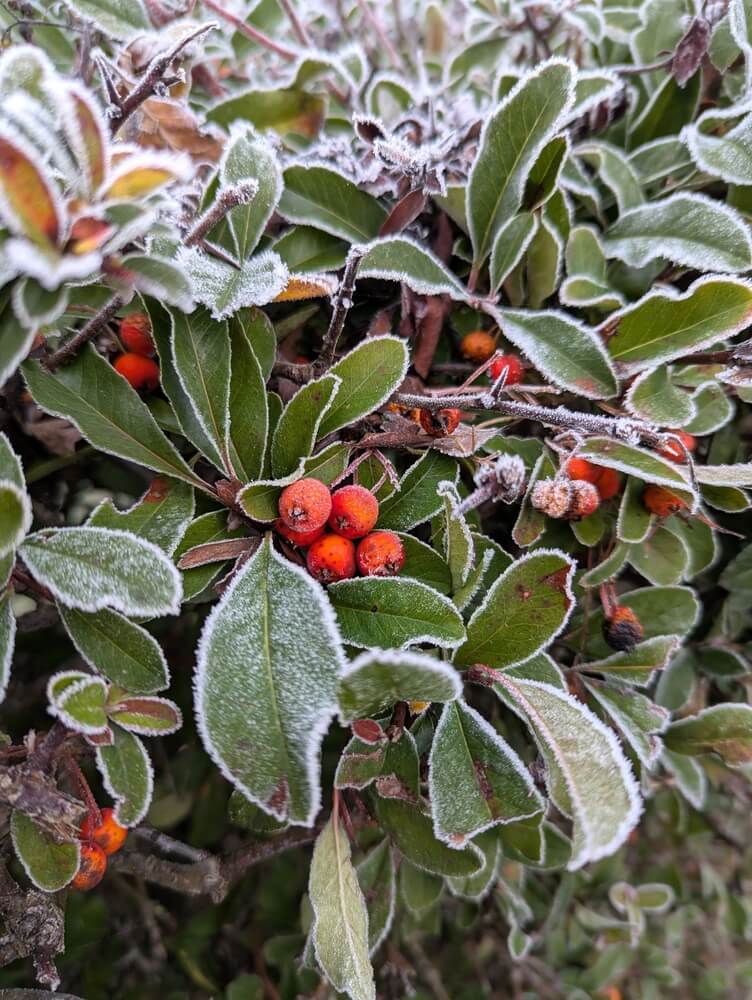 Cotoneaster berries are growing in the winter garden, adorned with frost on the plant.