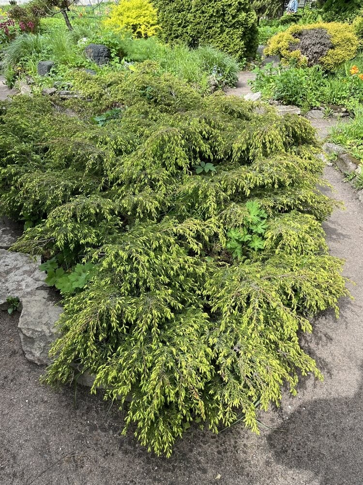 Creeping Tsuga canadensis spring vegetation growing in a coniferous garden.