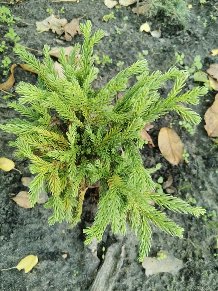 Cryptomeria japonica 'Little Champion' Japanese cedar shrub in the autumn garden.