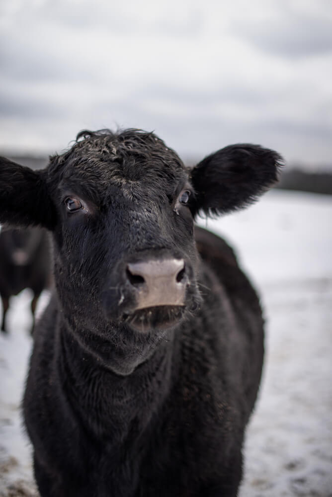A curious Black Angus cow is pictured close-up outside during winter.
