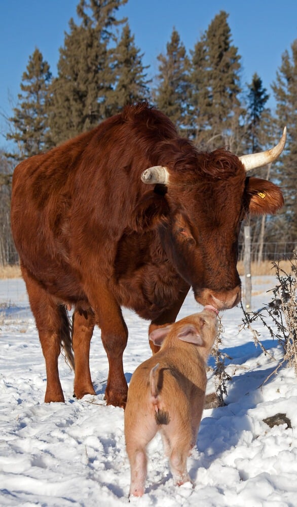 A curious Dexter cow and a Duroc piglet are sniffing each other on a winter day.