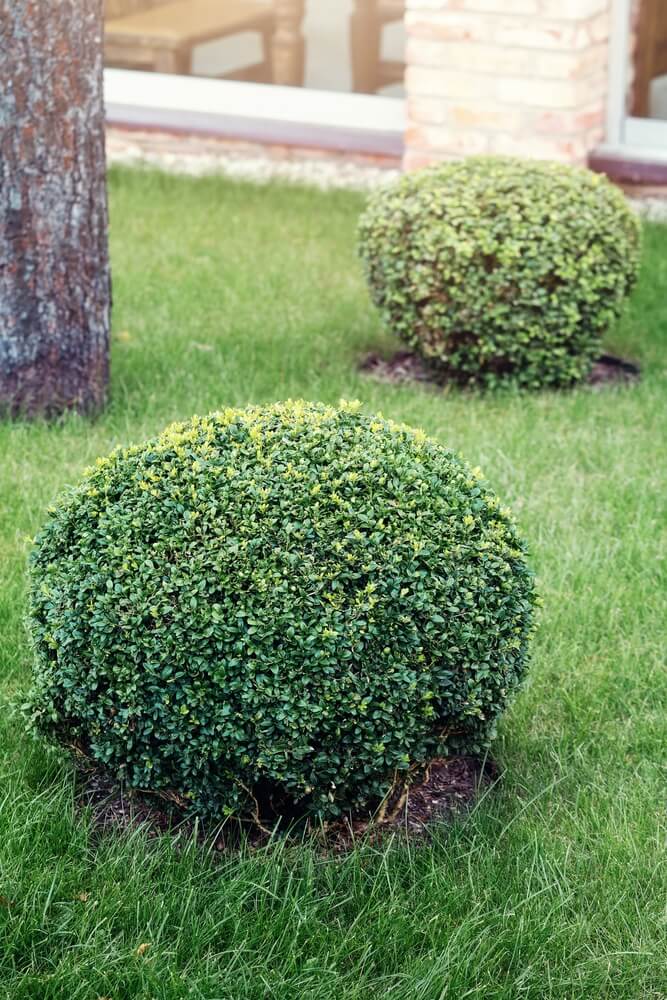 Decorative evergreen boxwood bright green round bushes in landscaping garden.