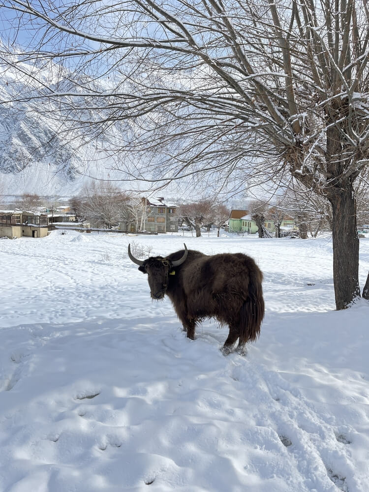 A domestic yak is roaming around in the lush, snowy desert of Ladakh.