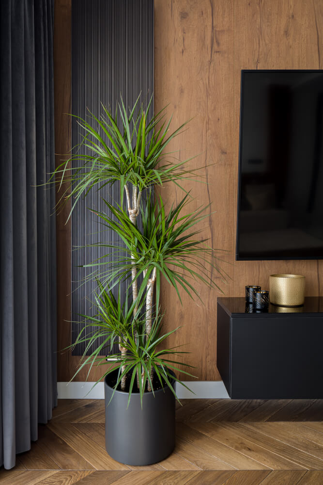 A Dracaena plant is located in the living room corner, surrounded by wooden walls and flooring, with a big TV screen nearby.