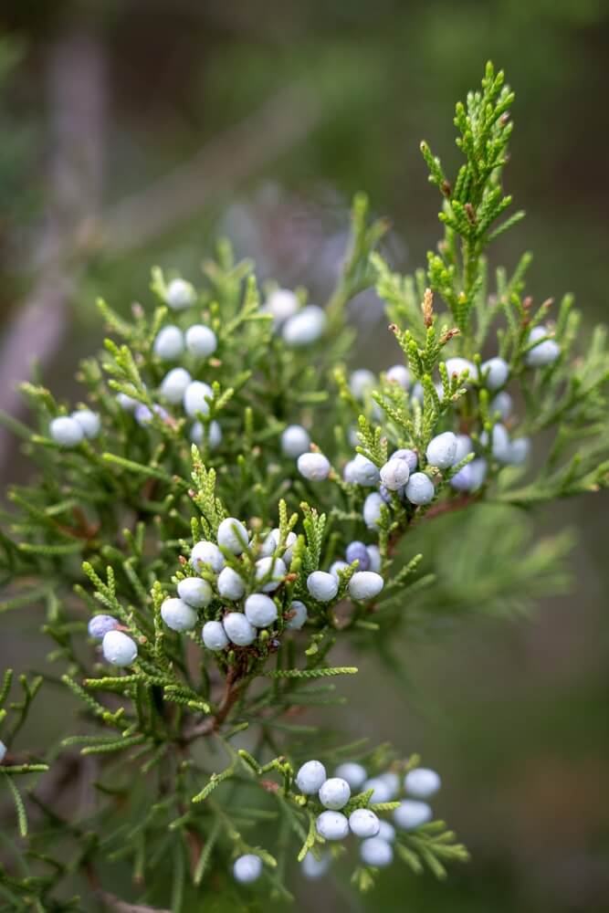 Eastern red cedar branch against a green backdrop.