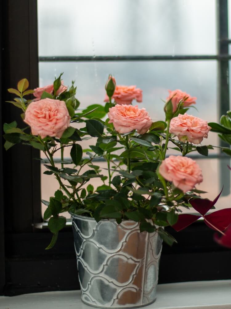Elegant miniature roses are blooming with lovely orange-pink blooms.