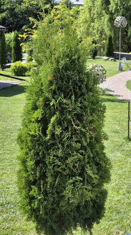 Emerald Column, a lovely vertical Thuja shrub on a green lawn.