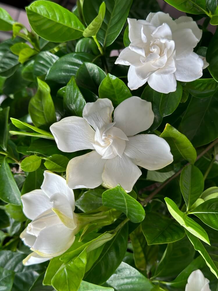 Epic Gardenia jasminoides plant with white flowers growing in the garden.