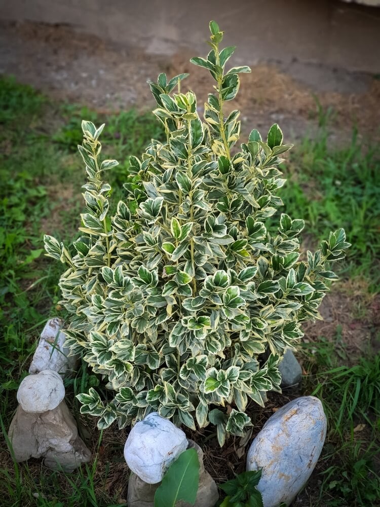 Euonymus fortunei, commonly known as winter creeper, growing in the garden as an ornamental shrub.