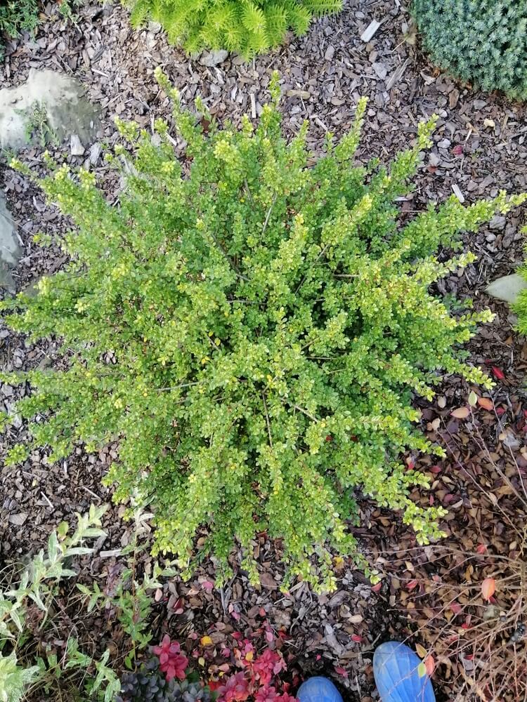 Evergreen spherical Ilex crenata 'Convexa' Japanese holly shrub in the garden.