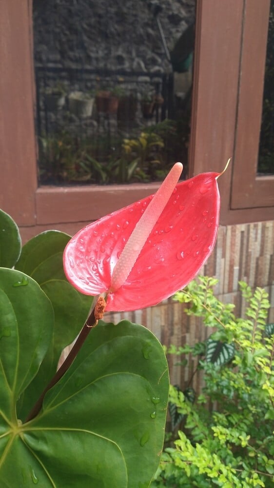 Flamingo flowers, or Anthurium andraeanum, are beautiful red flowers.