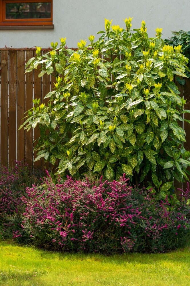 Gold dust aucuba plant growing in the backyard garden.