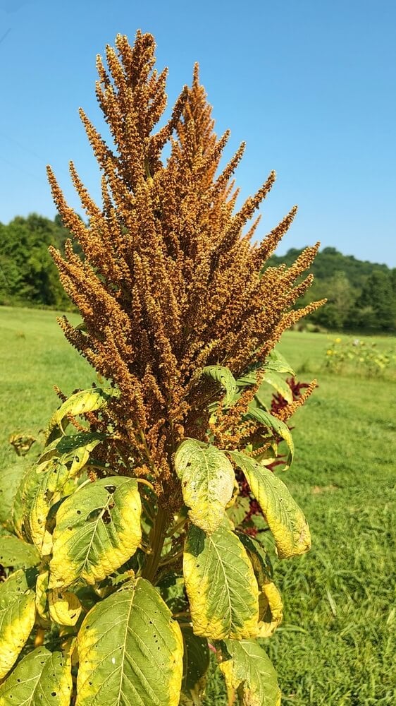 Golden brown amaranth flowers growing in a field.