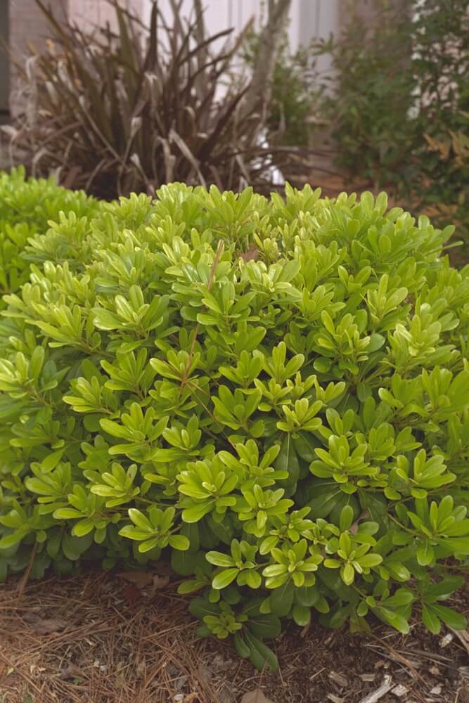 Green Pittosporum tobira 'Wheelers Dwarf' shrub in the garden.