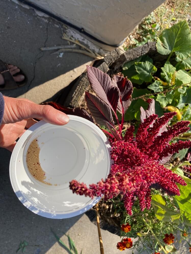 Harvesting red dye amaranth seeds from an urban garden.