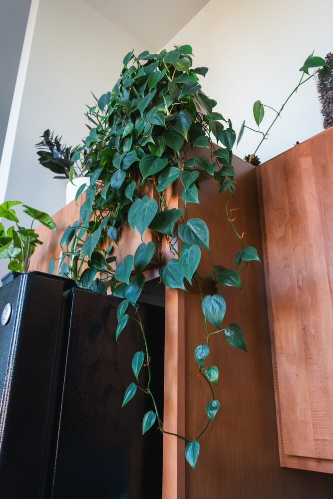The heartleaf Philodendron is vining down a kitchen cabinet.