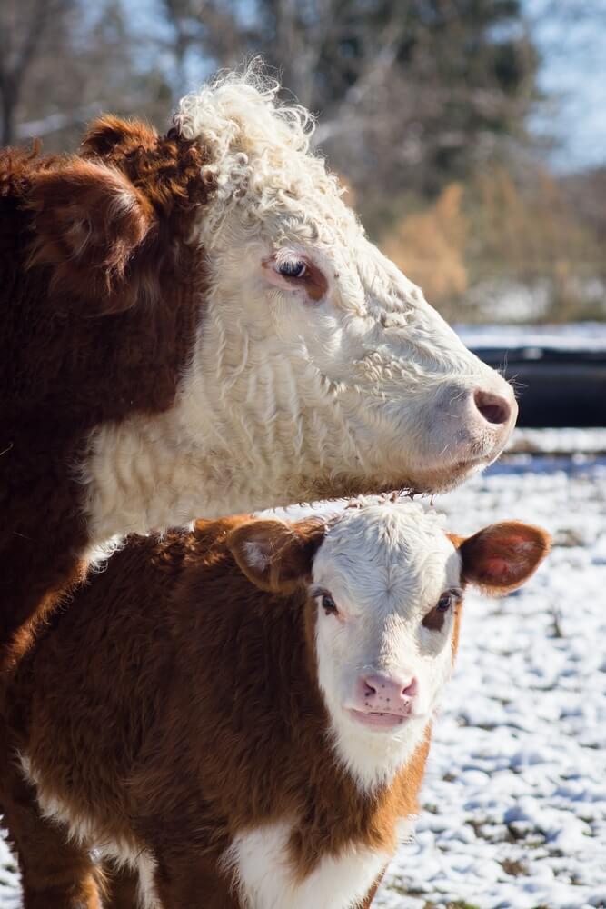 There's a Hereford cow and her calf in the snow.