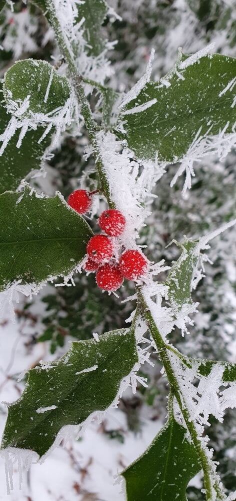 Hoar frost on holly berries in a mobile photo capturing winter nature.