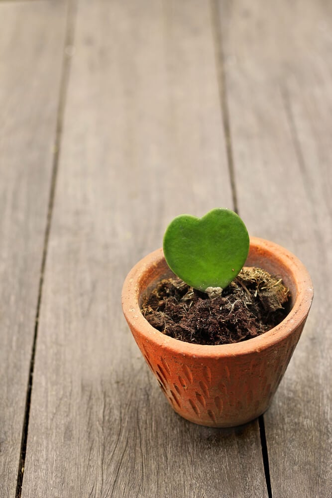 The Hoya kerrii is a heart-shaped plant in a flowerpot.