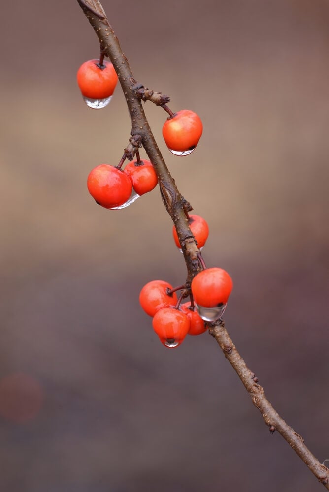 Ilex decidua, commonly known as possumhaw, is a deciduous holly found in limestone glades and wet woods.