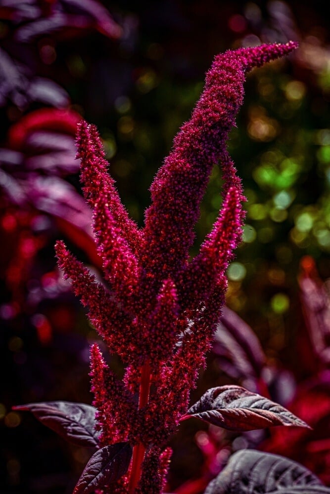 Intensely colorful deep magenta and red violet amaranth flowers are in the garden.