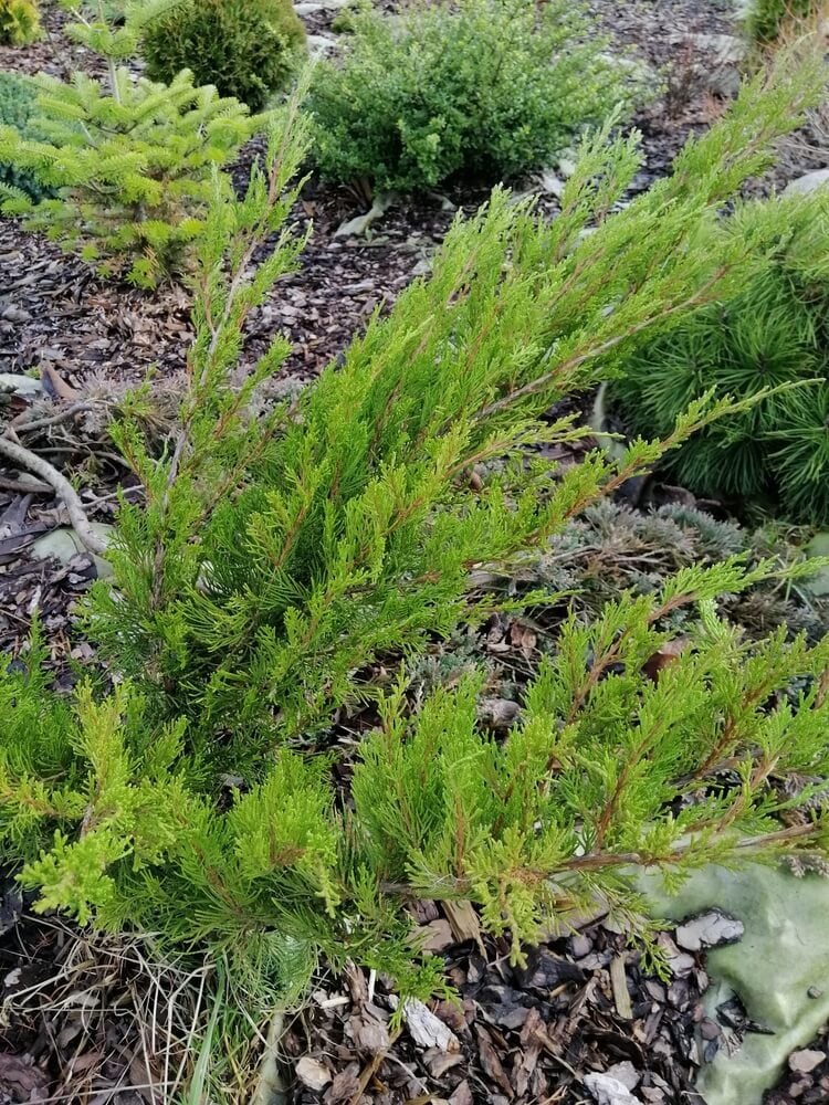 Juniperus pfitzeriana 'Mint Julep' growing in the garden.