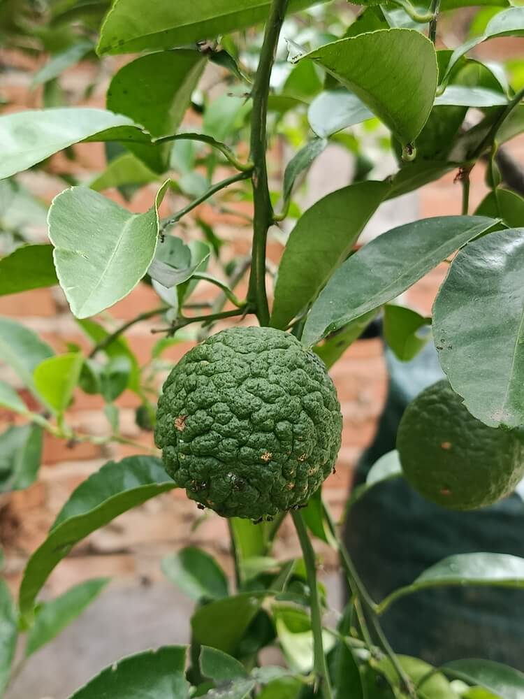 Kaffir lime fruit is growing on a tree branch in the garden.