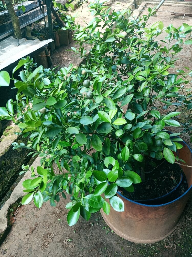 The key lime plant is suitable for cooking and ornamental use at home.